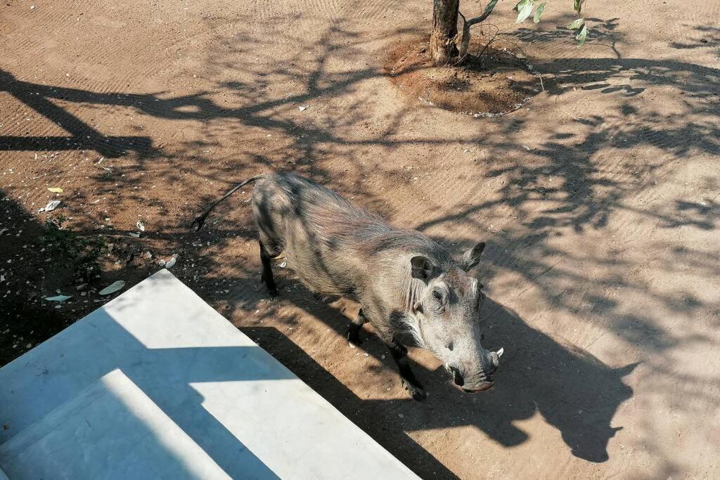 Amukela Kaya Villa Hoedspruit Kültér fotó