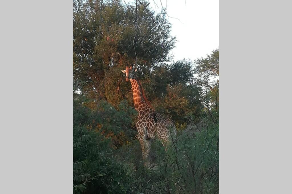 Amukela Kaya Villa Hoedspruit Kültér fotó