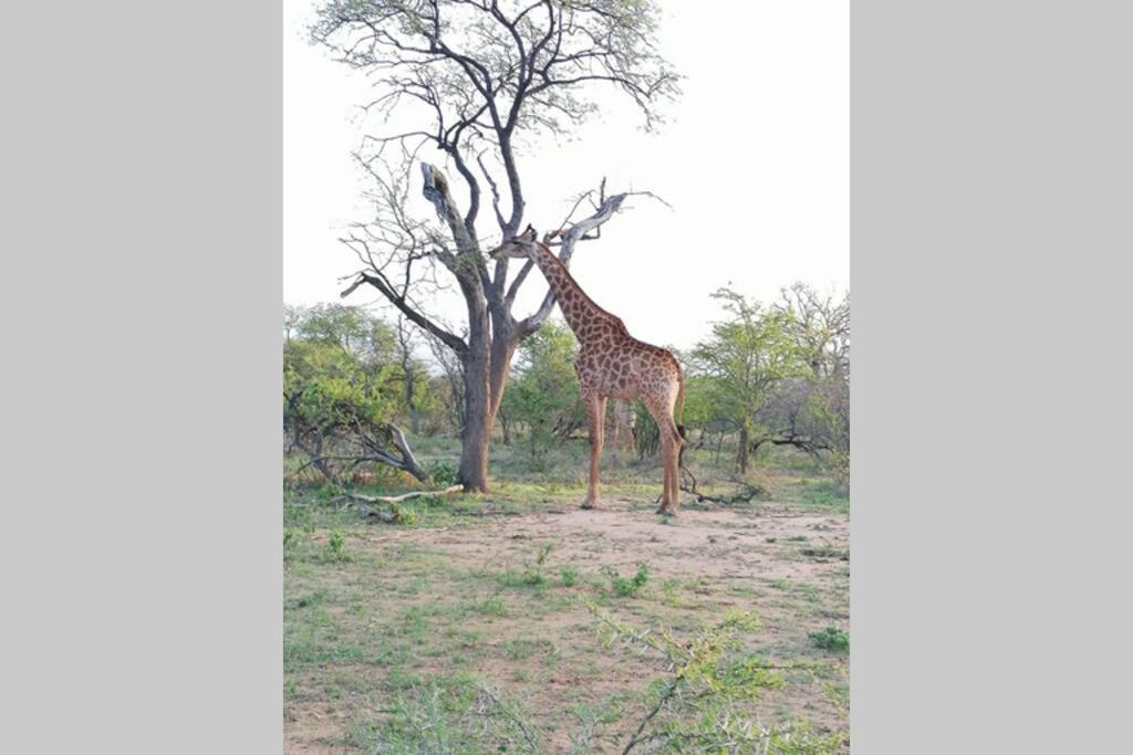 Amukela Kaya Villa Hoedspruit Kültér fotó